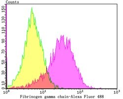 Invitrogen Fibrinogen gamma Recombinant Rabbit Monoclonal Antibody (JG37-18)