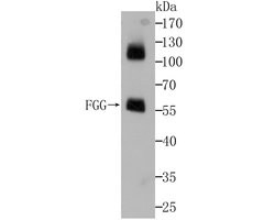 Invitrogen Fibrinogen gamma Recombinant Rabbit Monoclonal Antibody (JG37-18)