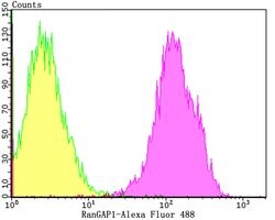 Invitrogen RANGAP1 Recombinant Rabbit Monoclonal Antibody (JG37-41) 100
