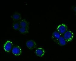 Invitrogen RANGAP1 Recombinant Rabbit Monoclonal Antibody (JG37-41) 100