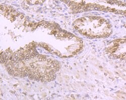 Invitrogen RANGAP1 Recombinant Rabbit Monoclonal Antibody (JG37-41) 100