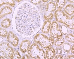 Invitrogen RANGAP1 Recombinant Rabbit Monoclonal Antibody (JG37-41) 100