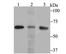 Invitrogen RANGAP1 Recombinant Rabbit Monoclonal Antibody (JG37-41) 100