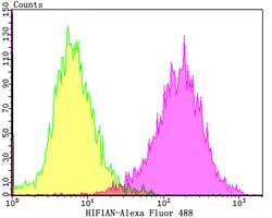 Invitrogen HIF1AN Recombinant Rabbit Monoclonal Antibody (JG37-66) 100