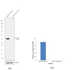Invitrogen HIF1AN Recombinant Rabbit Monoclonal Antibody (JG37-66) 100