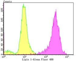 Invitrogen LPIN1 Recombinant Rabbit Monoclonal Antibody (JG37-69) 100 &mu;L;