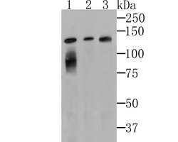 Invitrogen LPIN1 Recombinant Rabbit Monoclonal Antibody (JG37-69) 100 &mu;L;