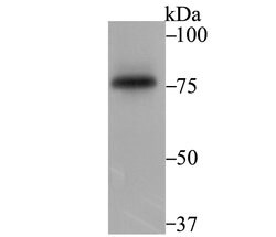 Invitrogen SENP1 Recombinant Rabbit Monoclonal Antibody (JG37-79) 100 &mu;L;