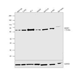 Invitrogen SENP1 Recombinant Rabbit Monoclonal Antibody (JG37-79) 100 &mu;L;
