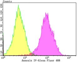 Invitrogen Annexin A4 Recombinant Rabbit Monoclonal Antibody (JG37-83)
