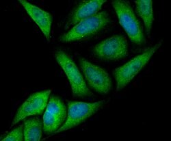 Invitrogen Annexin A4 Recombinant Rabbit Monoclonal Antibody (JG37-83)
