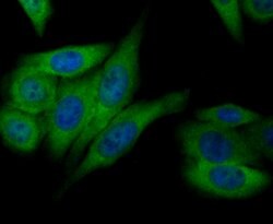 Invitrogen Annexin A4 Recombinant Rabbit Monoclonal Antibody (JG37-83)