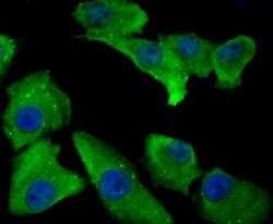 Invitrogen Annexin A4 Recombinant Rabbit Monoclonal Antibody (JG37-83)