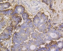 Invitrogen Annexin A4 Recombinant Rabbit Monoclonal Antibody (JG37-83)