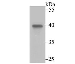 Invitrogen Annexin A4 Recombinant Rabbit Monoclonal Antibody (JG37-83)
