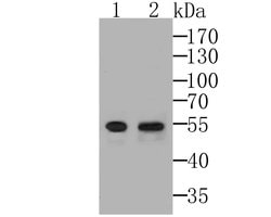 Invitrogen EGR2 Recombinant Rabbit Monoclonal Antibody (JG78-39) 100 &mu;L | Buy Online | Invitrogen&trade; | Fisher Scientific