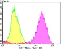Invitrogen PIST Recombinant Rabbit Monoclonal Antibody (JG79-35) 100 &mu;L;