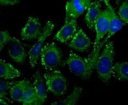 Invitrogen PIST Recombinant Rabbit Monoclonal Antibody (JG79-35) 100 &mu;L;