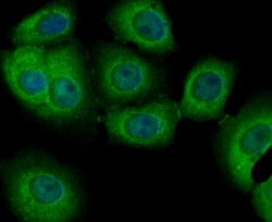 Invitrogen PIST Recombinant Rabbit Monoclonal Antibody (JG79-35) 100 &mu;L;
