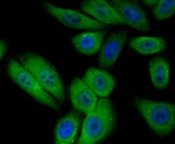 Invitrogen PIST Recombinant Rabbit Monoclonal Antibody (JG79-35) 100 &mu;L;