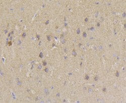 Invitrogen PIST Recombinant Rabbit Monoclonal Antibody (JG79-35) 100 &mu;L;
