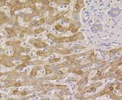 Invitrogen PIST Recombinant Rabbit Monoclonal Antibody (JG79-35) 100 &mu;L;