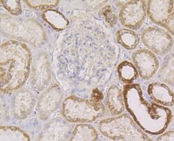 Invitrogen PIST Recombinant Rabbit Monoclonal Antibody (JG79-35) 100 &mu;L;