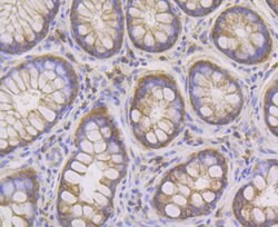 Invitrogen PIST Recombinant Rabbit Monoclonal Antibody (JG79-35) 100 &mu;L;
