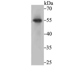 Invitrogen PIST Recombinant Rabbit Monoclonal Antibody (JG79-35) 100 &mu;L;