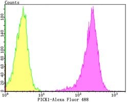 Invitrogen PICK1 Recombinant Rabbit Monoclonal Antibody (JG30-80) 100 &mu;L;
