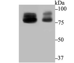 Invitrogen OS9 Recombinant Rabbit Monoclonal Antibody (JG38-07) 100 &mu;L | Buy Online | Invitrogen&trade; | Fisher Scientific