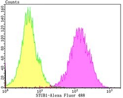 Invitrogen STUB1 Recombinant Rabbit Monoclonal Antibody (JG38-22) 100 &mu;L;