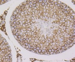 Invitrogen HSPE1 Recombinant Rabbit Monoclonal Antibody (JG82-34) 100 &mu;L;