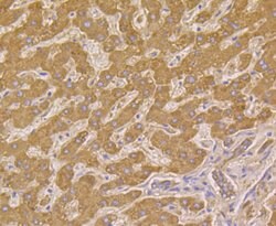 Invitrogen HSPE1 Recombinant Rabbit Monoclonal Antibody (JG82-34) 100 &mu;L;
