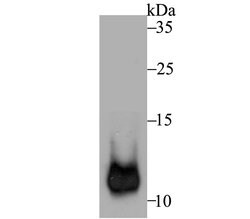 Invitrogen HSPE1 Recombinant Rabbit Monoclonal Antibody (JG82-34) 100 &mu;L;
