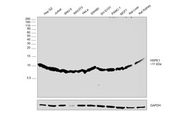 Invitrogen HSPE1 Recombinant Rabbit Monoclonal Antibody (JG82-34) 100 &mu;L;
