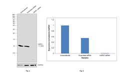 Invitrogen HSPE1 Recombinant Rabbit Monoclonal Antibody (JG82-34) 100 &mu;L;