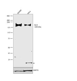 Invitrogen GLI3 Recombinant Rabbit Monoclonal Antibody (JG83-39) 100 &mu;L;