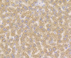 Invitrogen XDH Recombinant Rabbit Monoclonal Antibody (JG38-40) 100 &mu;L | Buy Online | Invitrogen&trade; | Fisher Scientific
