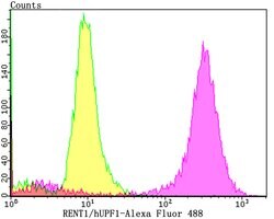 Invitrogen UPF1 Recombinant Rabbit Monoclonal Antibody (JG38-44) 100 &mu;L;