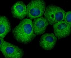 Invitrogen UPF1 Recombinant Rabbit Monoclonal Antibody (JG38-44) 100 &mu;L;