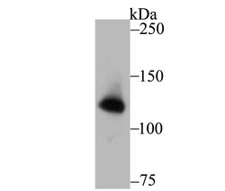 Invitrogen UPF1 Recombinant Rabbit Monoclonal Antibody (JG38-44) 100 &mu;L;