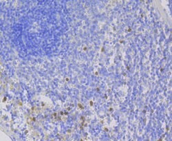 Thermo Scientific NCF2 Recombinant Rabbit Monoclonal Antibody (JG86-31):Antibodies,