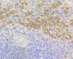 Thermo Scientific NCF2 Recombinant Rabbit Monoclonal Antibody (JG86-31):Antibodies,