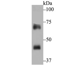 Thermo Scientific NCF2 Recombinant Rabbit Monoclonal Antibody (JG86-31):Antibodies,