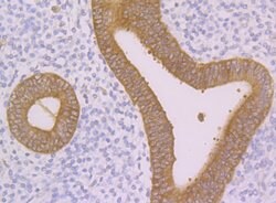 Invitrogen Nudel Recombinant Rabbit Monoclonal Antibody (JG38-63) 100 &mu;L;