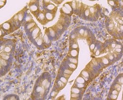 Invitrogen Nudel Recombinant Rabbit Monoclonal Antibody (JG38-63) 100 &mu;L;