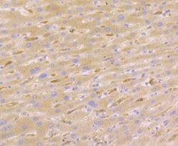 Invitrogen Nudel Recombinant Rabbit Monoclonal Antibody (JG38-63) 100 &mu;L;
