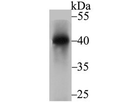 Invitrogen Nudel Recombinant Rabbit Monoclonal Antibody (JG38-63) 100 &mu;L;