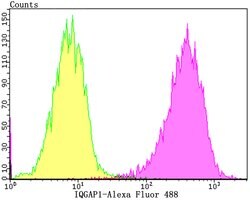 Invitrogen IQGAP1 Recombinant Rabbit Monoclonal Antibody (JG38-74) 100